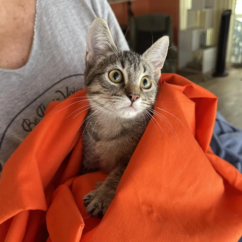 Charlie Sweetie Pie thumbnail 5