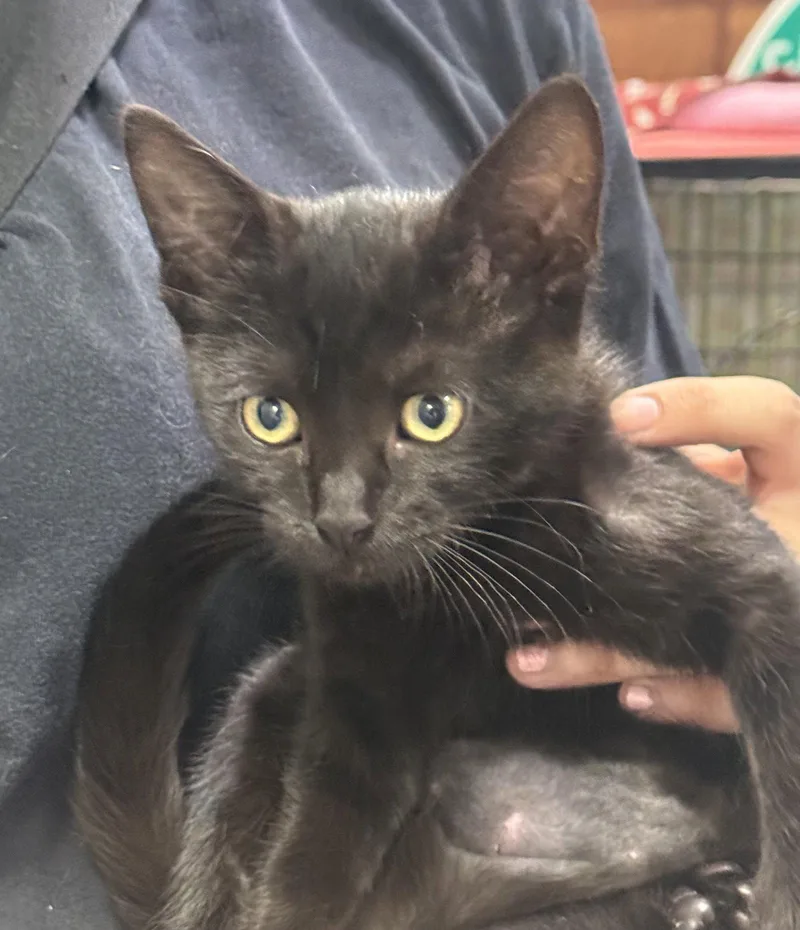 A baby medium-sized female Domestic Medium Hair cat named Polly for adoption in San Jose, CA