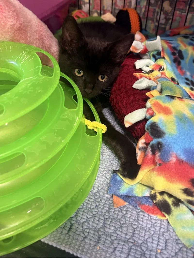 Polly thumbnail 2