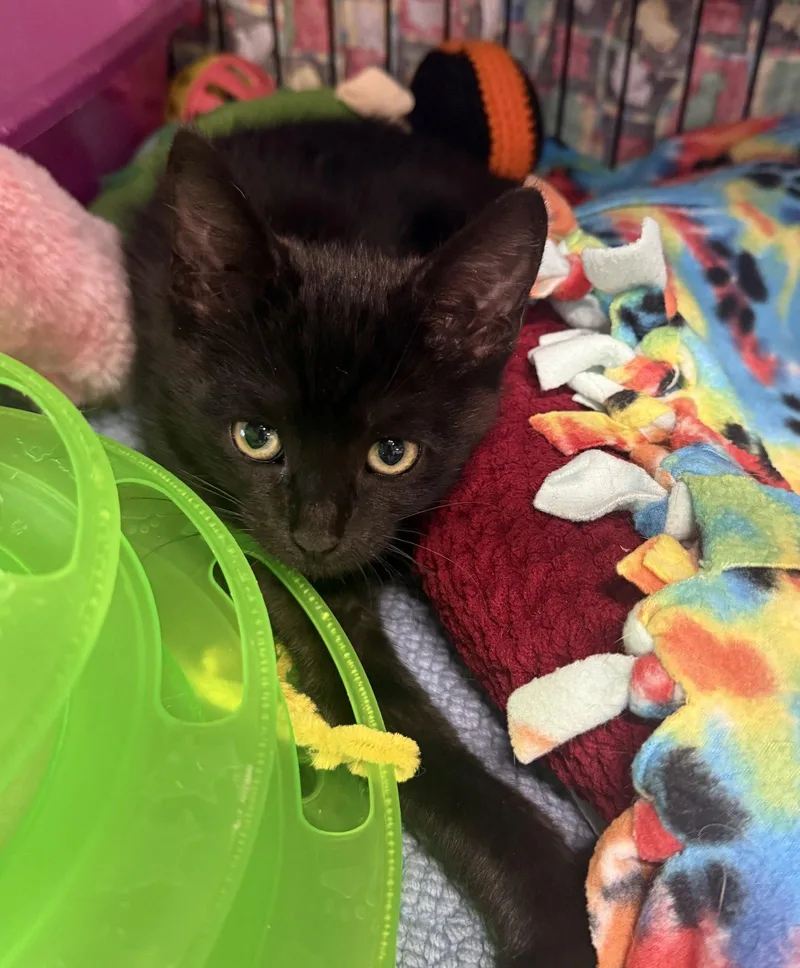 Polly thumbnail 3