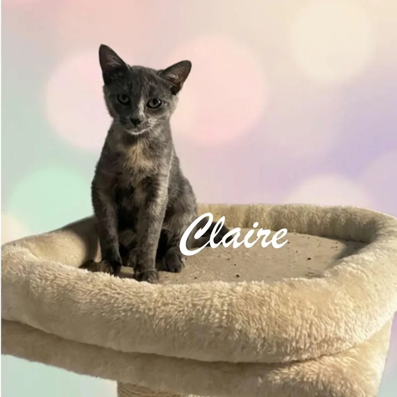 A baby small-sized female Gray / Blue / Silver Domestic Short Hair cat named Claire for adoption in Spokane, WA