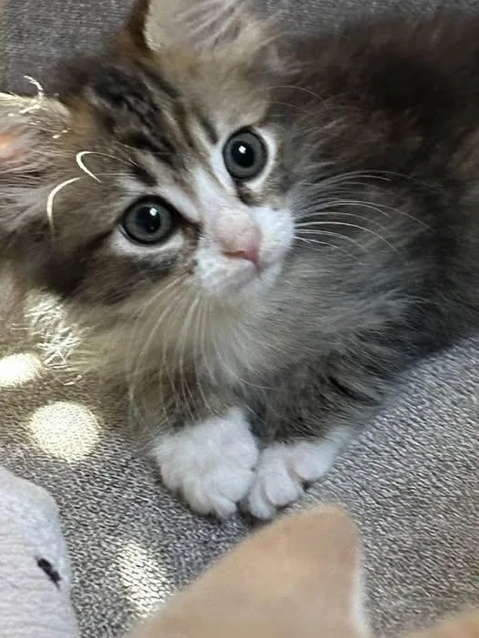 A baby small-sized female Calico Domestic Medium Hair cat named Coco for adoption in East Brunswick, NJ