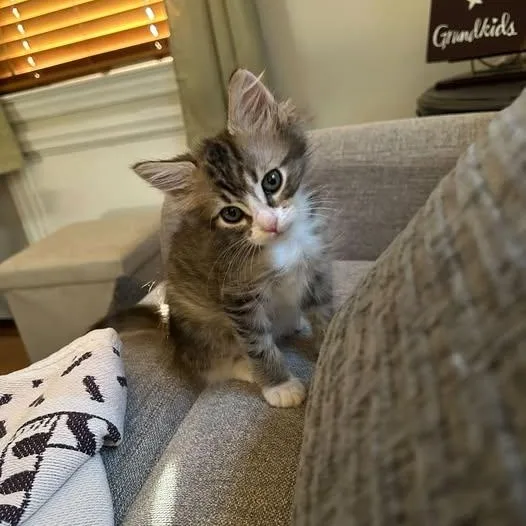 Coco thumbnail 3