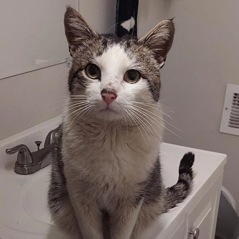 A young large-sized male Brown / Chocolate Domestic Short Hair cat named Bruce for adoption in Mount Laurel, NJ