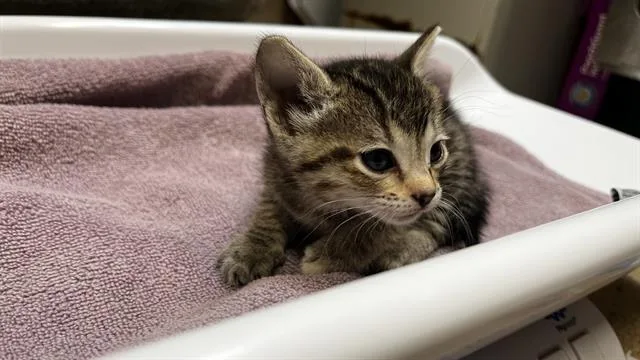 A baby small-sized female Domestic Short Hair cat named Princess Tutu for adoption in Grand Prairie, TX