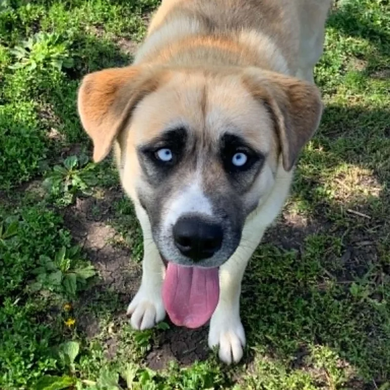 A young large-sized female Saint Bernard dog named Oakley for adoption in Rushville, IL