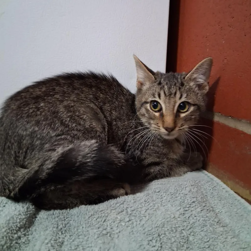 A baby small-sized male Black Domestic Short Hair cat named Gomez for adoption in Cabot, AR
