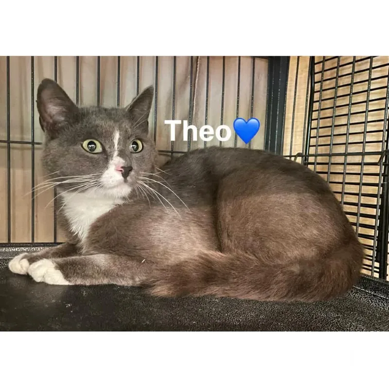 An adult medium-sized male Gray / Blue / Silver Domestic Short Hair cat named Theo for adoption in Peachtree City, GA