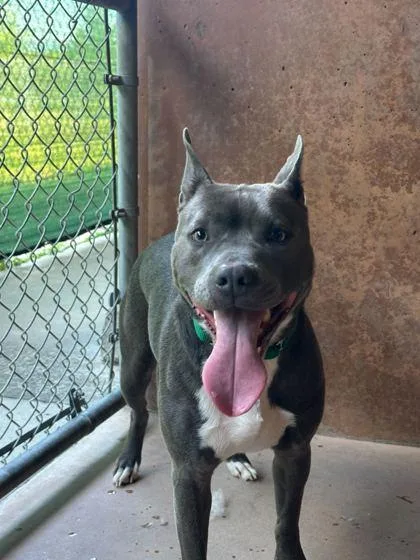 An adult medium-sized male Pit Bull Terrier dog named Ghost for adoption in Burlington, WA