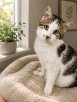 An adult medium-sized male White Domestic Short Hair cat named Shorty for adoption in Portsmouth, OH