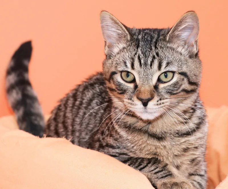 Thackery thumbnail 2