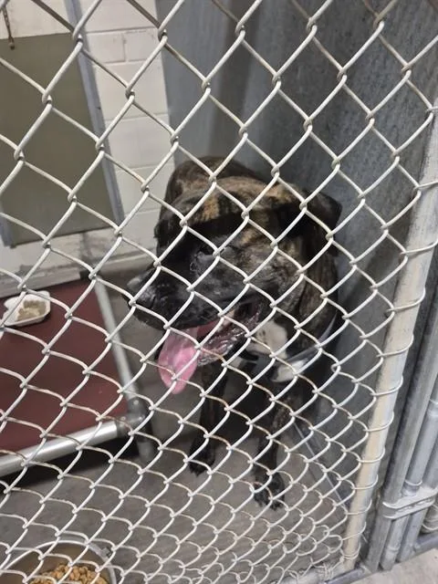 An adult large-sized female Mastiff dog named Georgia for adoption in Saint Cloud, FL
