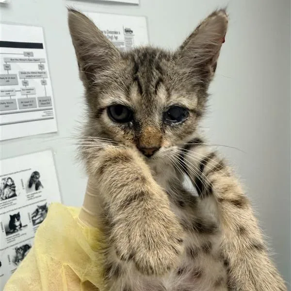 A baby small-sized male Domestic Short Hair cat named Milo for adoption in Jacksonville, FL