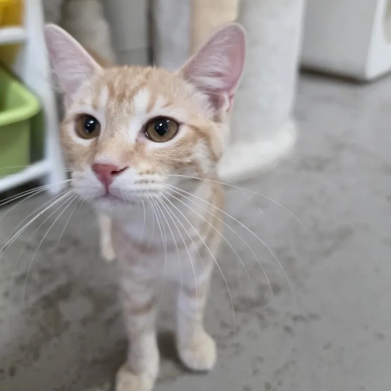 A baby small-sized female Orange / Red Domestic Short Hair cat named Waffle for adoption in Laredo, TX