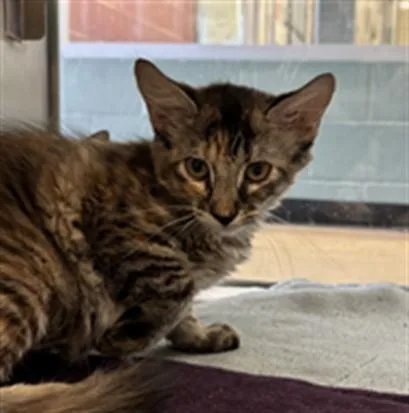 A baby medium-sized female Domestic Short Hair cat named Paris A for adoption in Plano, TX