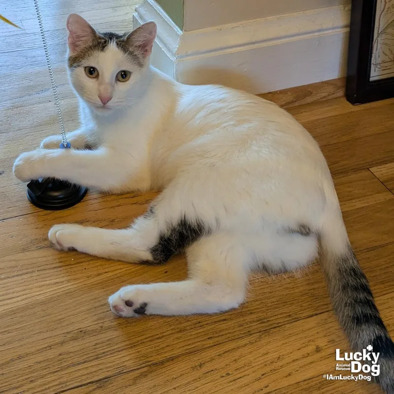 Bittie Casper thumbnail 3