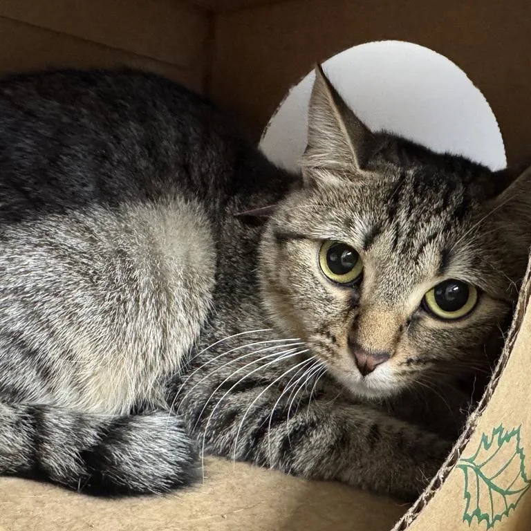 A young medium-sized female Brown / Chocolate Domestic Short Hair cat named Apple for adoption in Saint Louis, MO