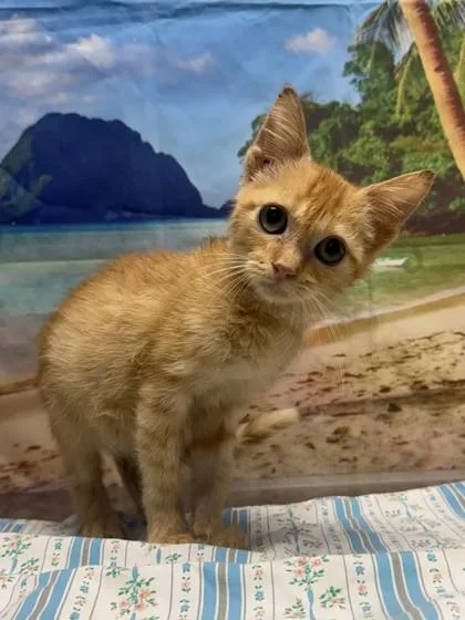 A young small-sized male Domestic Short Hair cat named Maximus for adoption in San Antonio, TX
