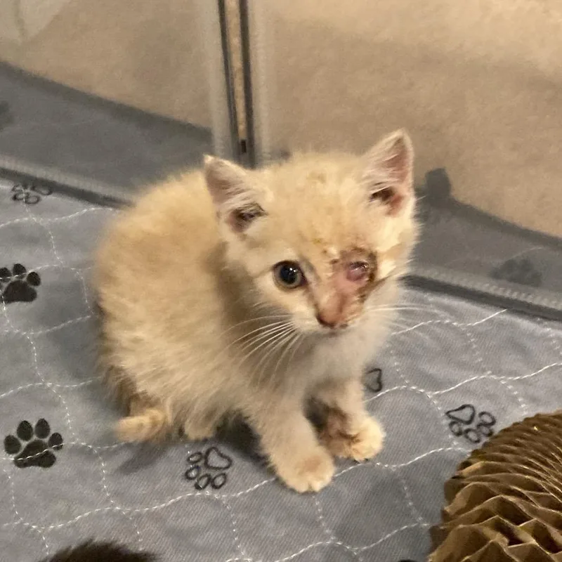 A baby small-sized male Buff / Tan / Fawn Domestic Short Hair cat named Pigeon for adoption in Fairfax Station, VA