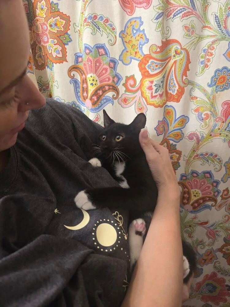 A baby small-sized female Black Domestic Short Hair cat named Honey Bee for adoption in Brandon, FL