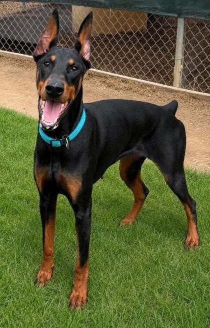An adult large-sized female Doberman Pinscher dog named Cleo for adoption in Baraboo, WI