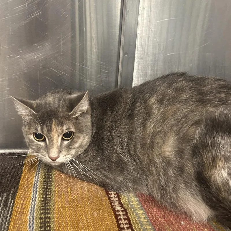 An adult medium-sized female Tortoiseshell Domestic Short Hair cat named Luna for adoption in Tulsa, OK