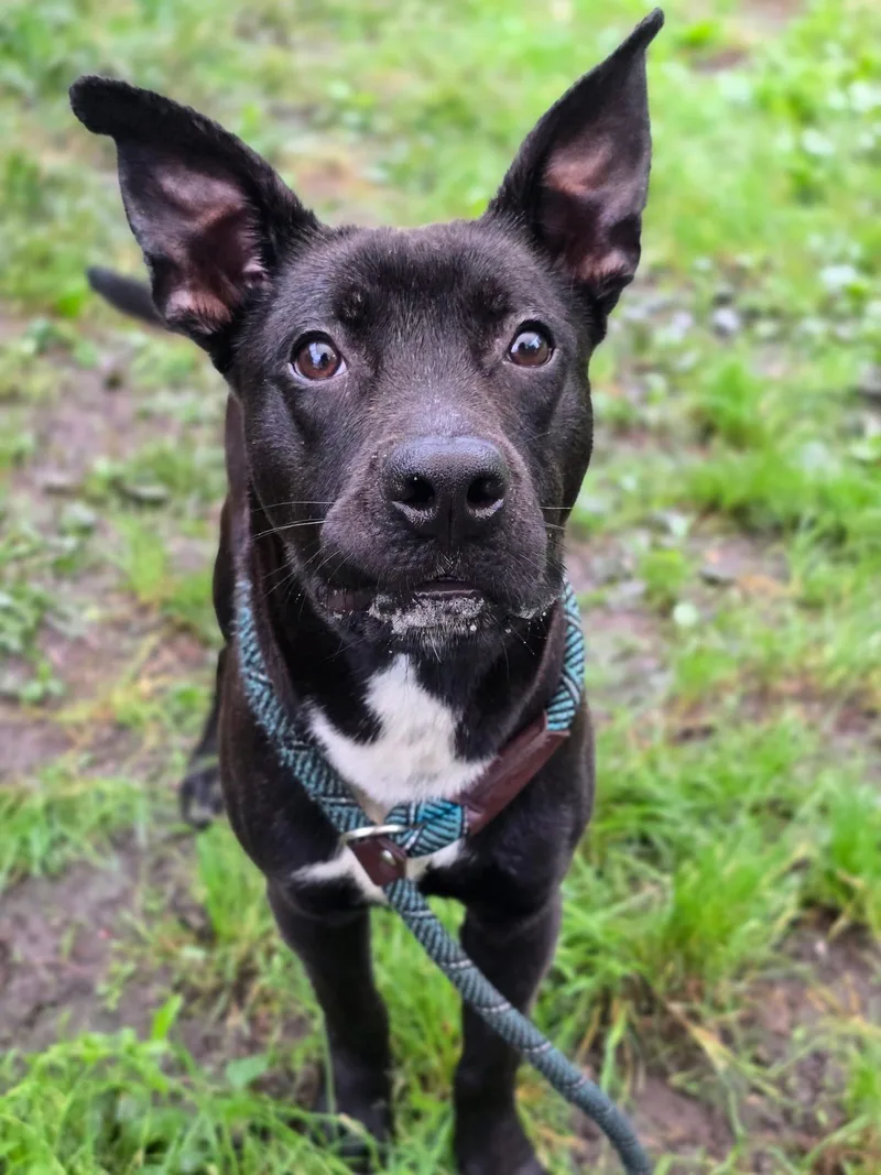 A young medium-sized male Black Pit Bull Terrier dog named Charcoal for adoption in Chicago, IL