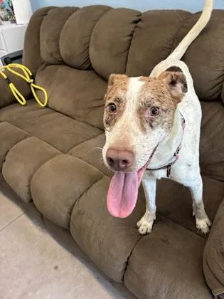 A baby small-sized female Mixed Breed dog named Cinnamon Twist for adoption in Bloomsburg, PA