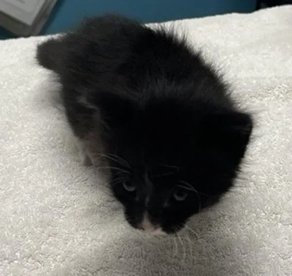 A baby small-sized male Domestic Short Hair cat named Patootie Pie for adoption in Escondido, CA