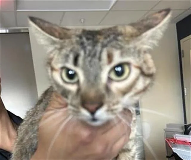 An adult small-sized female Domestic Short Hair cat named Velma for adoption in San Antonio, TX