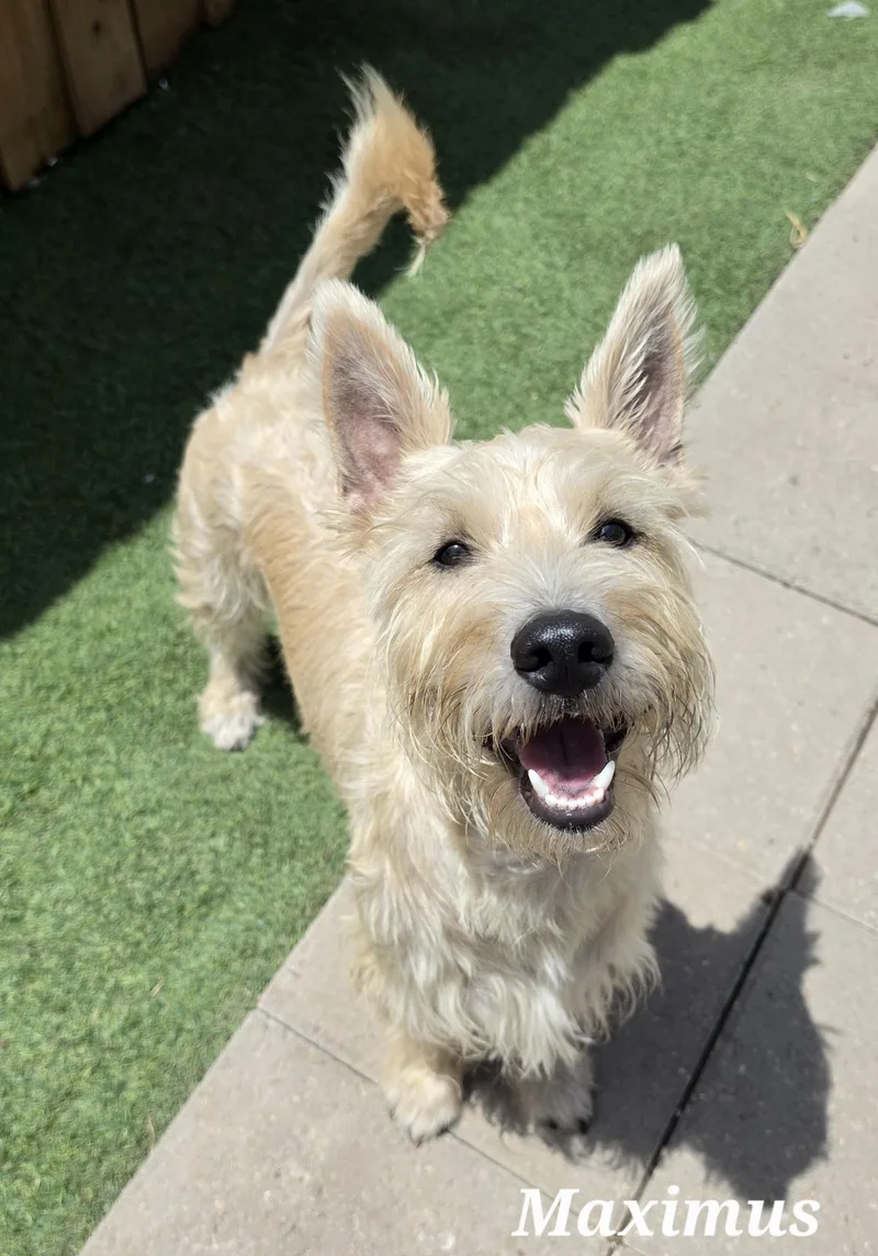 A young medium-sized male Apricot / Beige Scottish Terrier dog named Maximus for adoption in Edinburg, TX