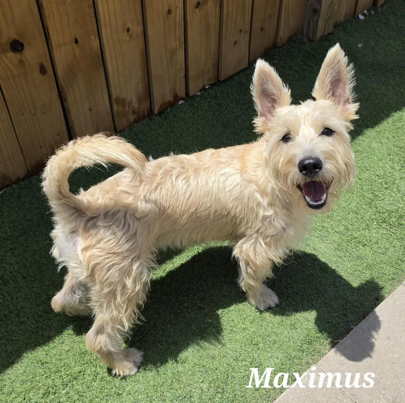 Maximus thumbnail 2