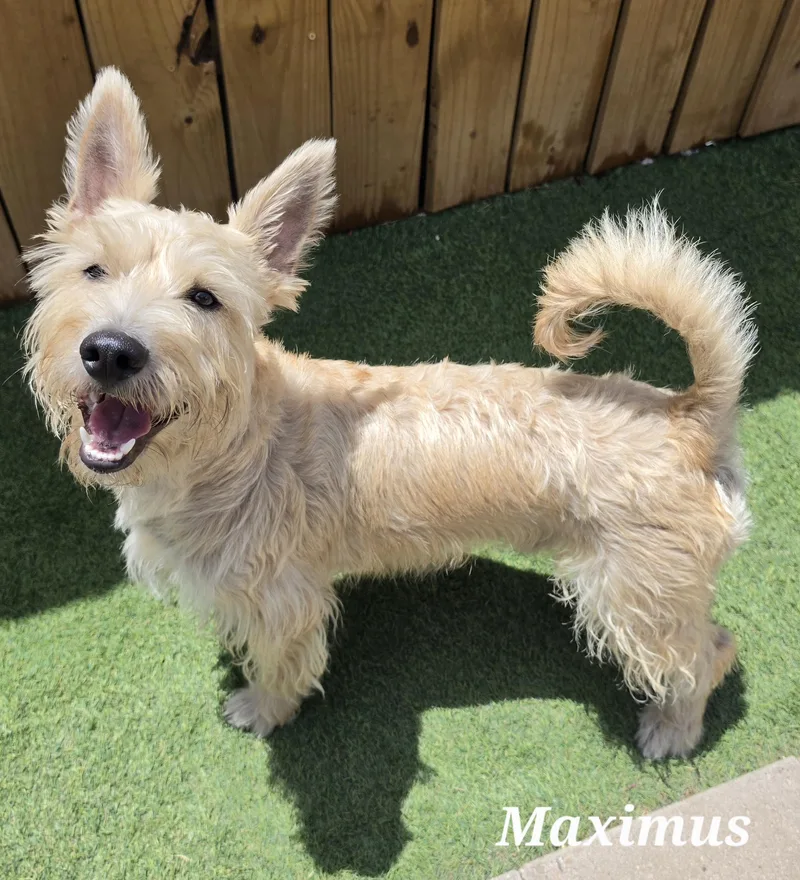Maximus thumbnail 4