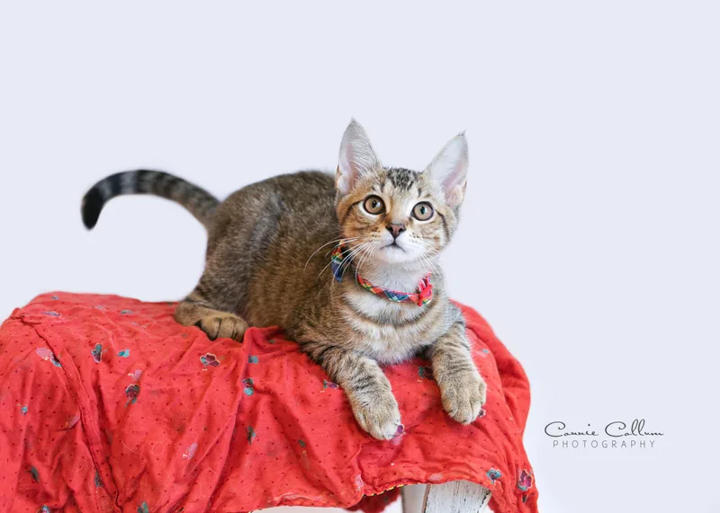 A young medium-sized male Tabby (Brown / Chocolate) Domestic Short Hair cat named Charming for adoption in Homewood, AL