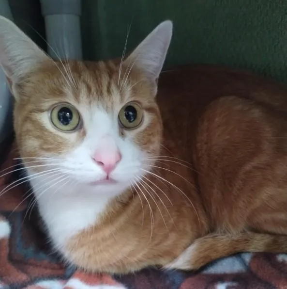 A young medium-sized male Domestic Short Hair cat named A for adoption in Alameda, CA