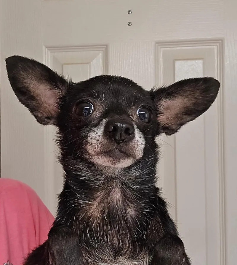 A senior small-sized female Chihuahua dog named Lexapro for adoption in Bryan, TX