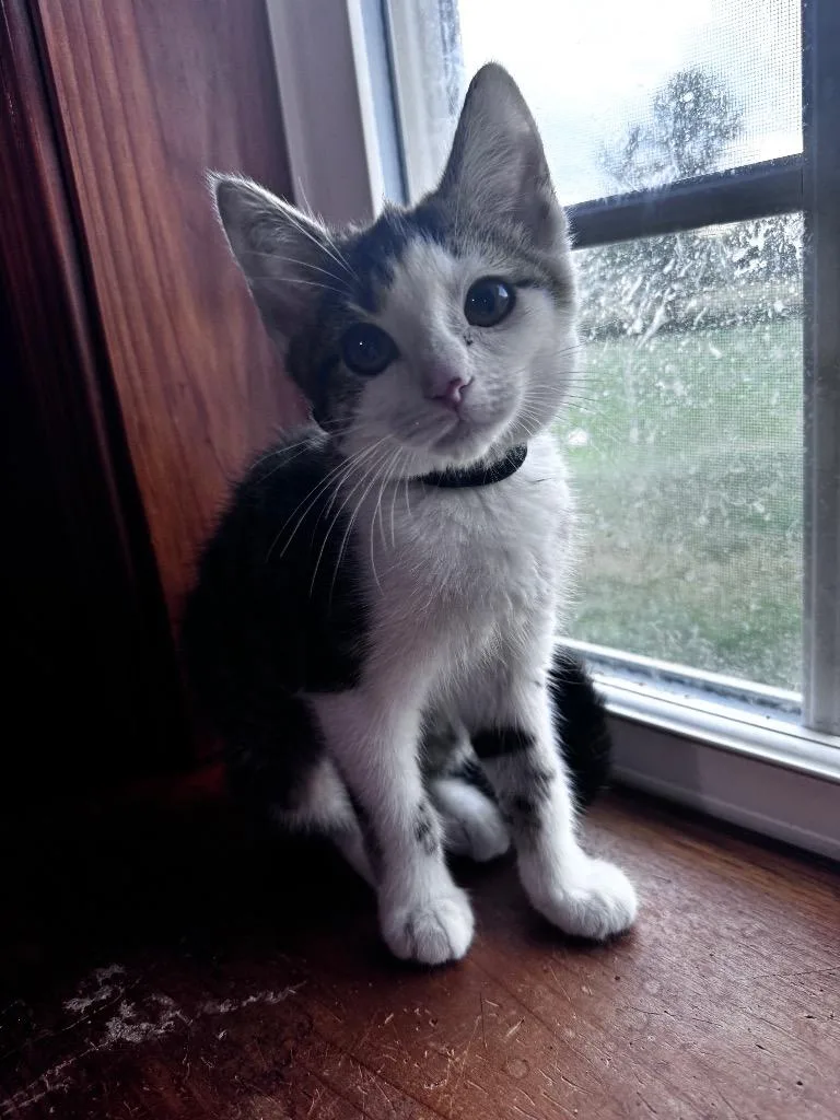 A baby small-sized female Domestic Short Hair cat named Compost for adoption in Gorham, ME