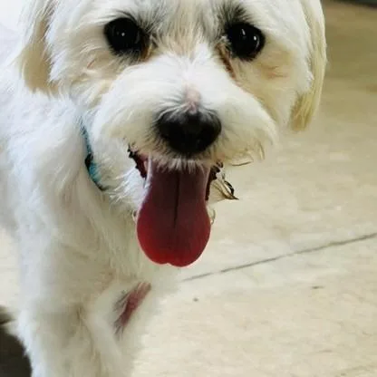 An adult small-sized male White / Cream Maltese dog named Henry Prev. Brooklyn for adoption in Williston, FL
