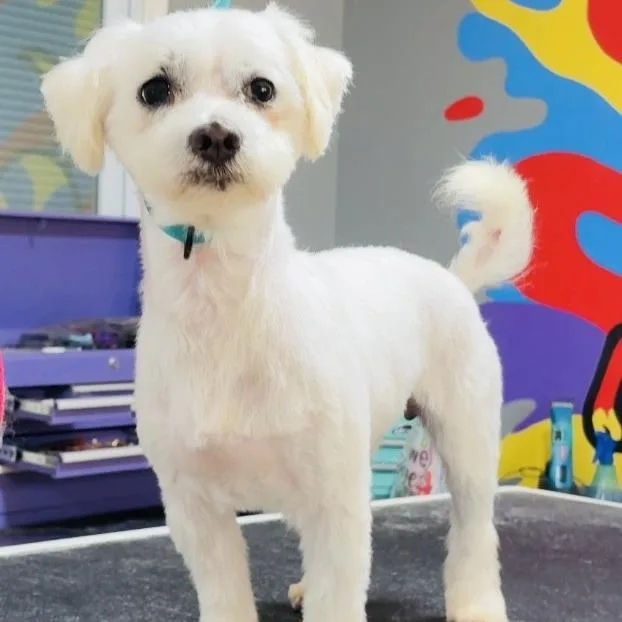 Henry Prev. Brooklyn thumbnail 2
