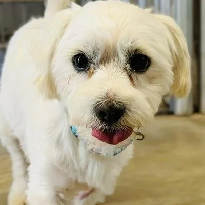 Henry Prev. Brooklyn thumbnail 6