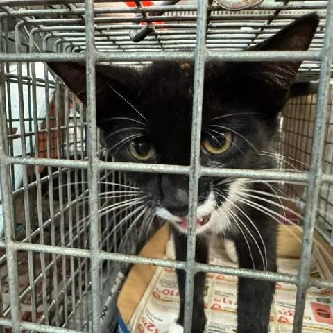 A baby small-sized female Black Domestic Short Hair cat named Phoebe for adoption in Abingdon, MD