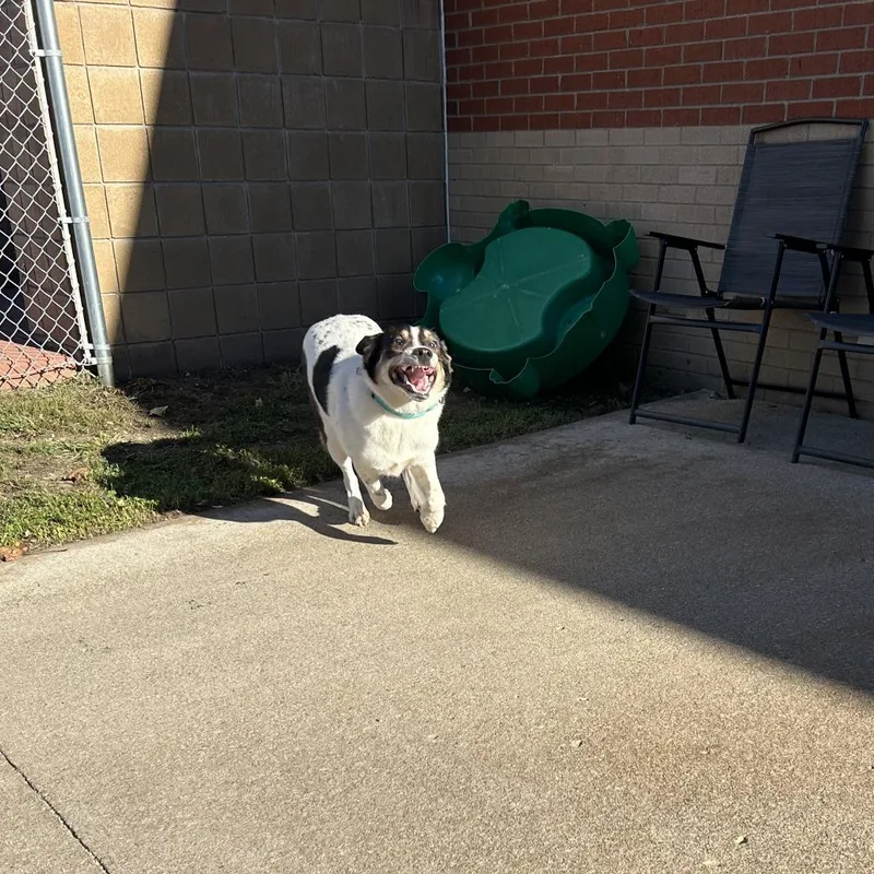 A young small-sized female White / Cream Terrier dog named Annie for adoption in Springfield, MA