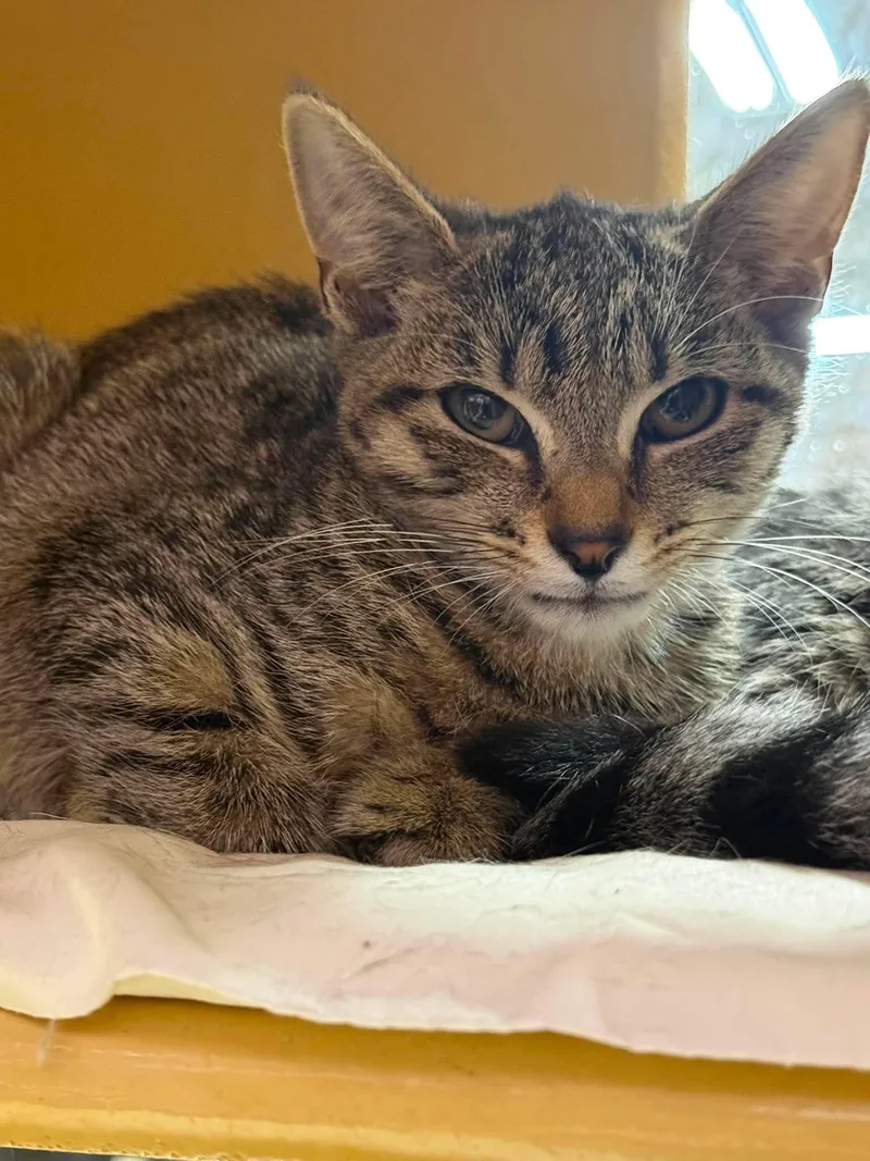 A young medium-sized female Tabby (Brown / Chocolate) Tabby cat named Byndee for adoption in Marion, IN