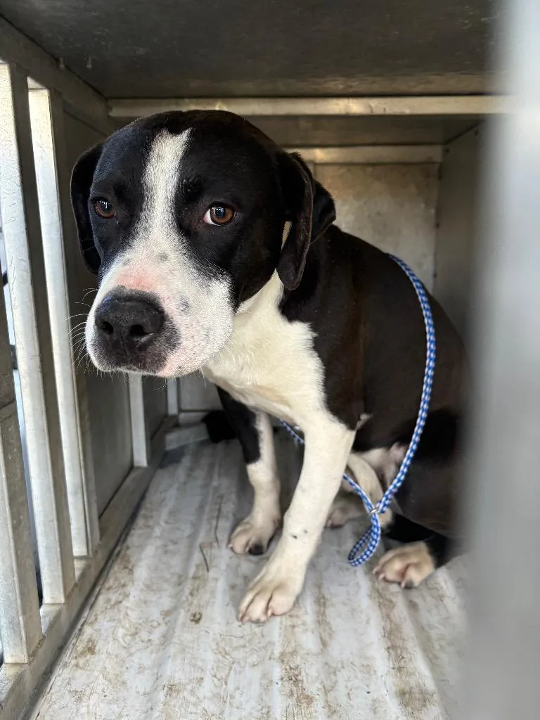 A young medium-sized male Mixed Breed dog named Dennis for adoption in Effingham, SC