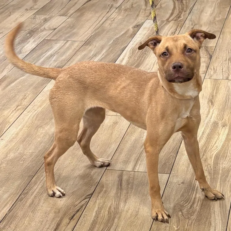 A young medium-sized female Golden Pit Bull Terrier dog named Latte for adoption in Newark, NJ