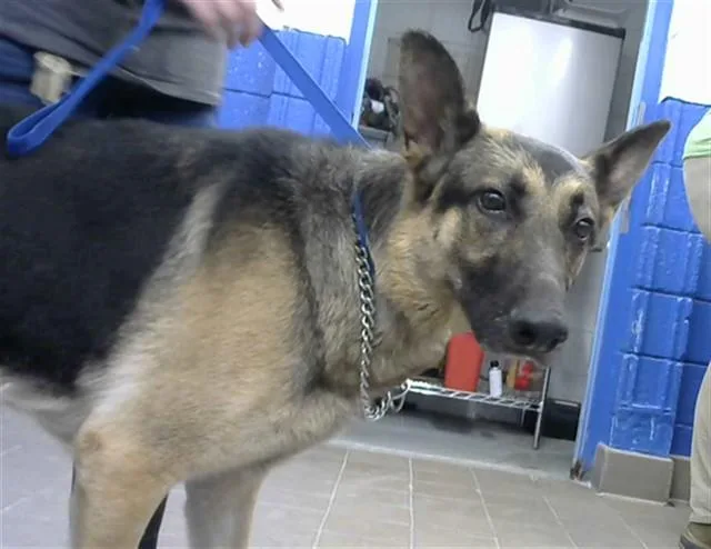 An adult large-sized male German Shepherd Dog dog named Teto for adoption in Albuquerque, NM