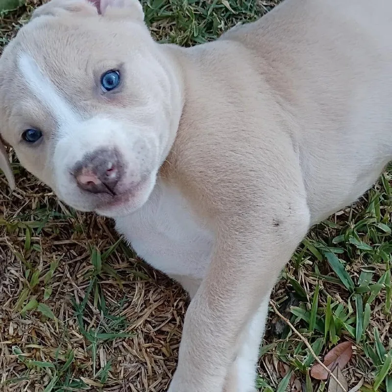 A baby small-sized male Pit Bull Terrier dog named Blazer for adoption in Austin, TX