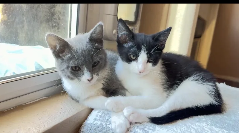 A young large-sized female Black & White / Tuxedo Domestic Short Hair cat named Bella & Gigi for adoption in Elk Grove, CA