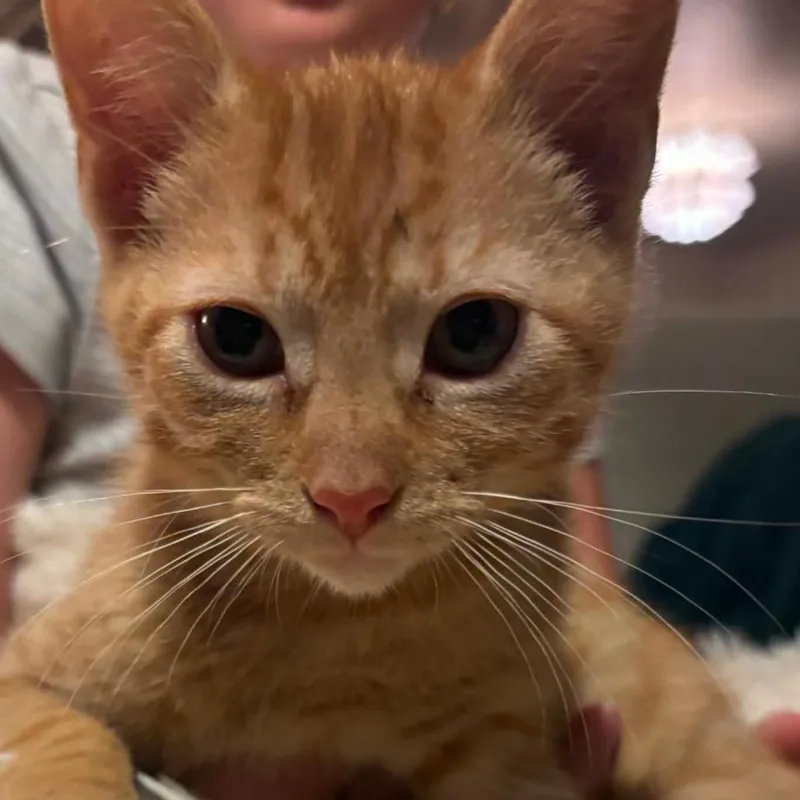 A baby small-sized male Orange / Red Domestic Short Hair cat named Pete for adoption in Granby, MO