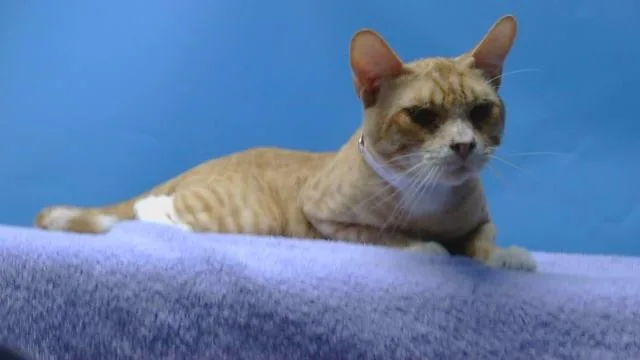 An adult medium-sized male Domestic Short Hair cat named Razzy for adoption in Gardena, CA